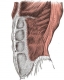 Svaly anatomie: 4.část - Hrudník a břicho
