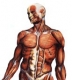 Muskuloskeletální systém - úvod